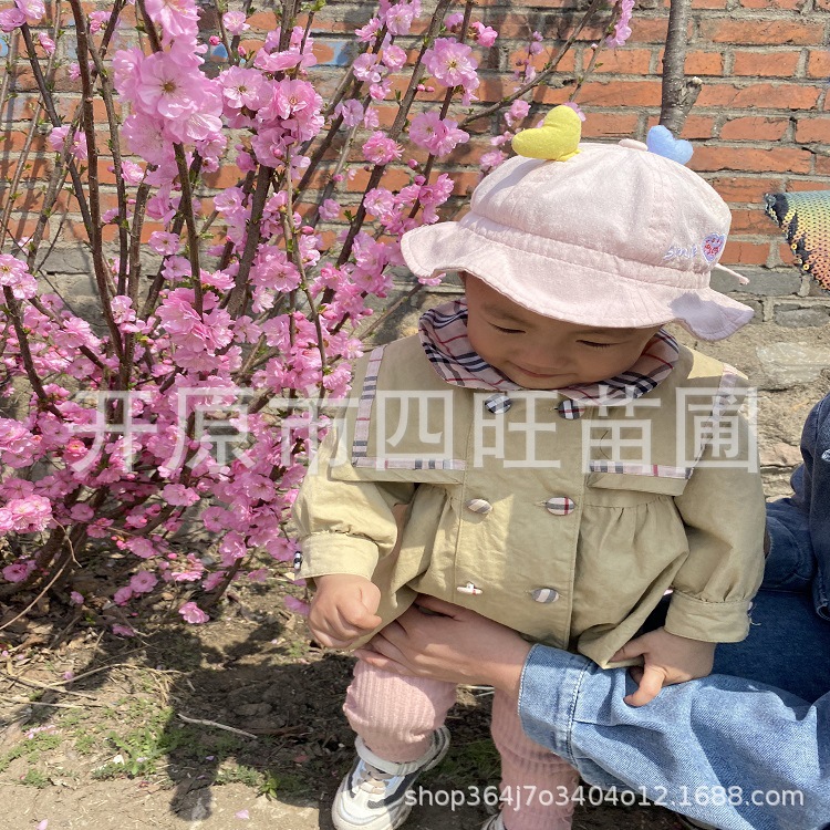 庭院绿化耐寒丛生红叶重瓣榆叶梅 红梅干枝小桃红绿化树苗