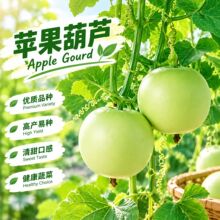苹果葫芦种子观赏苹果瓠瓜种子高产早熟蒲瓜种籽春夏秋四季播蔬菜