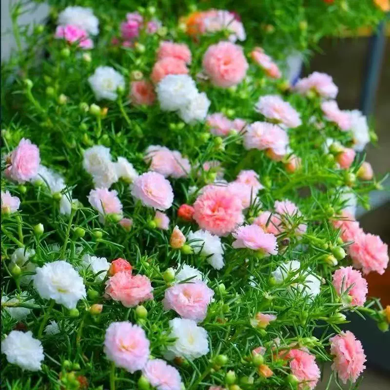 (Дропшиппинг) Двухлепестковые семена подсолнечника цветут в любое время года и легко выращиваются. Замороженные семена цветов интернет-знаменитостей.