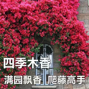 ���ļ��_�������ľ�㻨������������ֲ�������̨ͥԺ��Ԯ����
