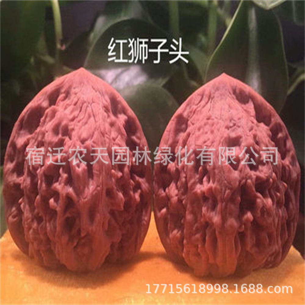 哈莫头文玩核桃树把玩核桃嫁接苗麻核桃狮子头官帽四座楼当年挂果