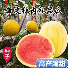�SԪ�����ϷN���SƤ�tȿ�������ϷN�ѳ���Ƥ�YƷС����ˮ���N��