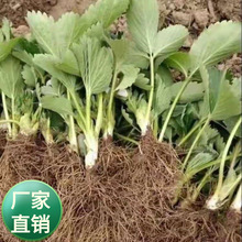 红花草莓苗 草莓种植 四季结果盆栽庭院阳台室内地栽草莓秧杯苗