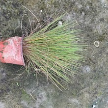 �F���Ĵ��ؑc���۲�15�ڷ����۲�20�ڷ����۲�25�ڷ����۲�30�ڷ�