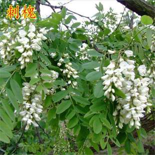 �o�¹�ľ�N�����뻱�̻��y�Ϛg�໨ľ�m��֦�ӌ��~���iʺ��������
