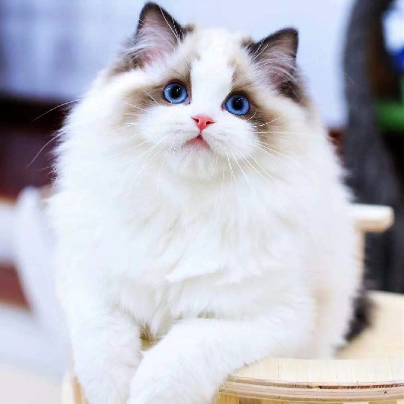 Чистокровный кот Рэгдолл, соревновательный кот, сказочный кот, котенок, живой длинношерстный кот, живой домашний кот, котенок Рэгдолл, котенок