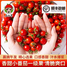 釜山88小番茄玲珑果新鲜千禧圣女果酸甜小西红柿应季孕妇水果包邮
