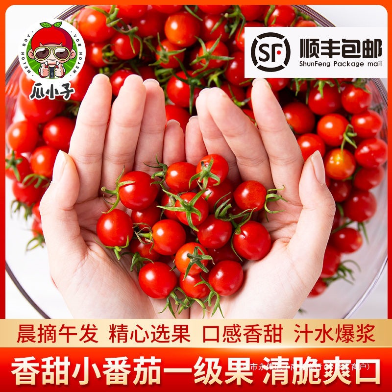 釜山88小番茄玲珑果新鲜千禧圣女果酸甜小西红柿应季孕妇水果包邮