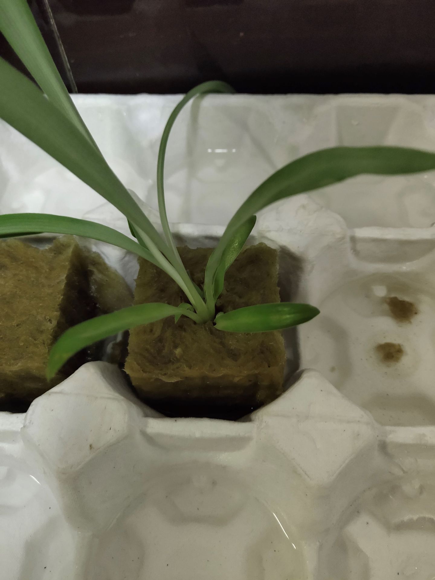 无土栽培育苗基质 (2)