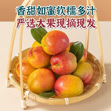 新疆阿克苏芒果杏吊干杏子新鲜水果哈密特产甜蜜油杏小红杏小白杏