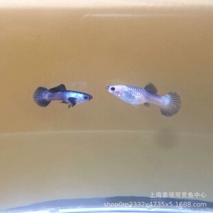 热带淡水鱼孔雀鱼养殖指南与活体选购