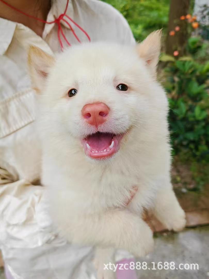 广西白土松田园犬幼犬活体狗狗伴侣犬白土松犬忠诚护主幼崽宠物狗-阿里巴巴