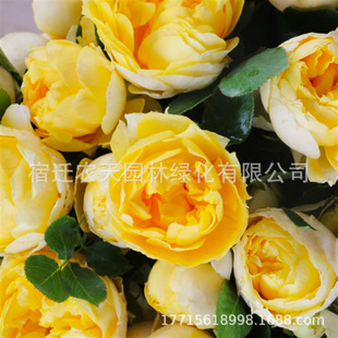 ��֭�̨�¼������ļ��_�������ԾGֲ���҃Ȼ��׻�õ�厧����ͥԺ