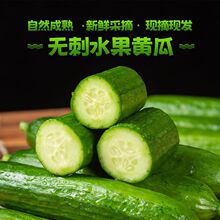 水果小黄瓜新鲜无刺1斤5斤脆甜小青瓜生吃当季蔬菜整箱批发速卖通