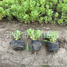 �������l�ˌ��������Բݻ�ֲ������챭���޸�����ˌ�������