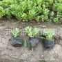德国植物常年多肉苗