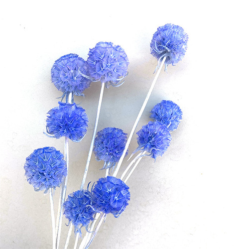 Perennial Flower Single Windmill Fruit Pine Bug Fruit High-end Dried Flower Yunnan Dried Flower Manufacturer Wholesale