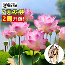 一件代发观赏荷花盆栽水养莲花藕种苗碗莲睡莲花卉种籽子水培池塘