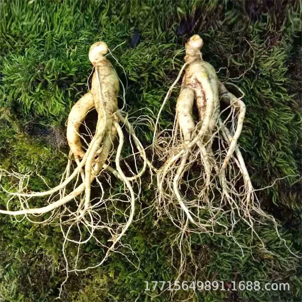 Чанбай Горный Женьшень Рассада Крытый Горшок Живая Рассада Дикий Женьшень Семена Рассада Садовая Посадка Американский Женьшень Рассада