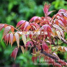 香椿苗红油香椿树苗香春树的树苗新鲜盆地栽食用香春芽树香椿树苖
