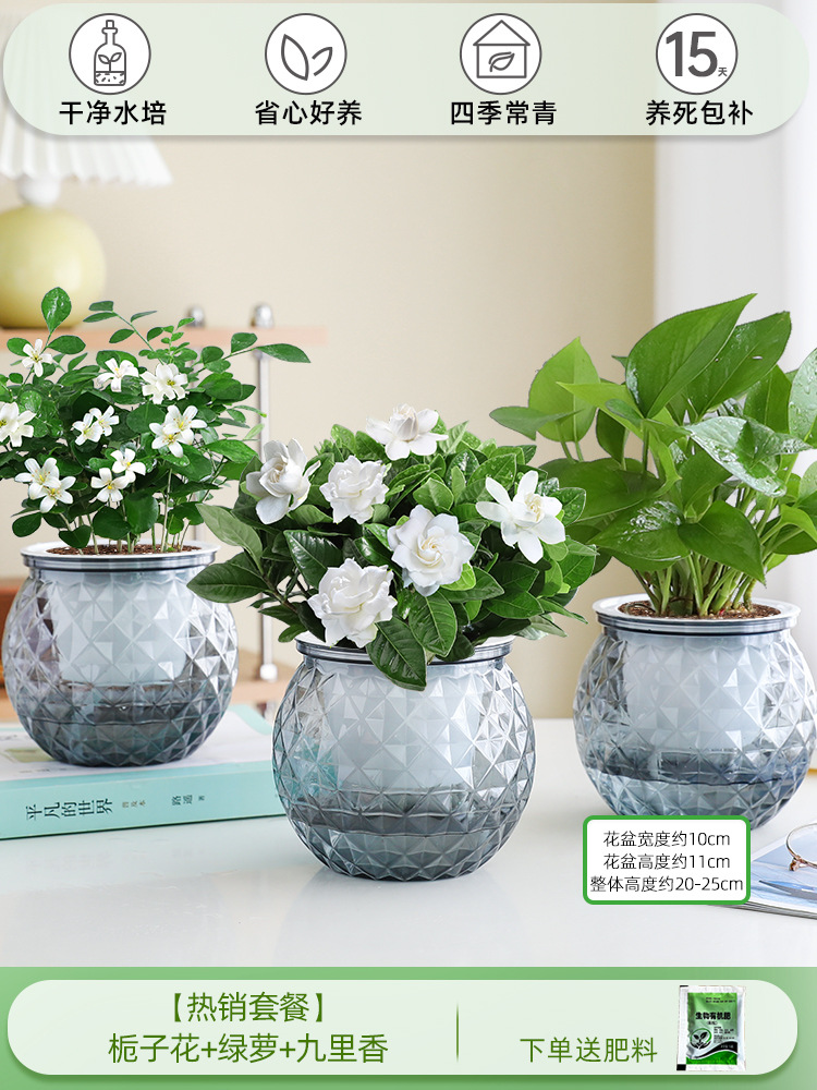 [인기 패키지] 치자나무 + 포토스 + 구리샹