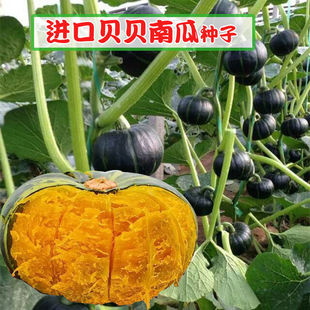 С�Gؐؐ�ϹϷN�����ͺ�ؐؐ�߮a����ζ����Ŵ�����׻��߲˷N����