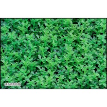 ��֮Դ�S���~���b�ˮ�����쾰���Ϸ���ˮ�ݲ�ƺ�����CP43