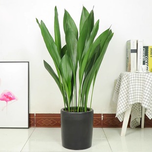 One-Leaf Orchid Green Plant Potted Plant, Cold-Resistant and Shade-Loving Large-Leaf Plant, Hydroponic Flower Plant in the Office, Evergreen All Year Round