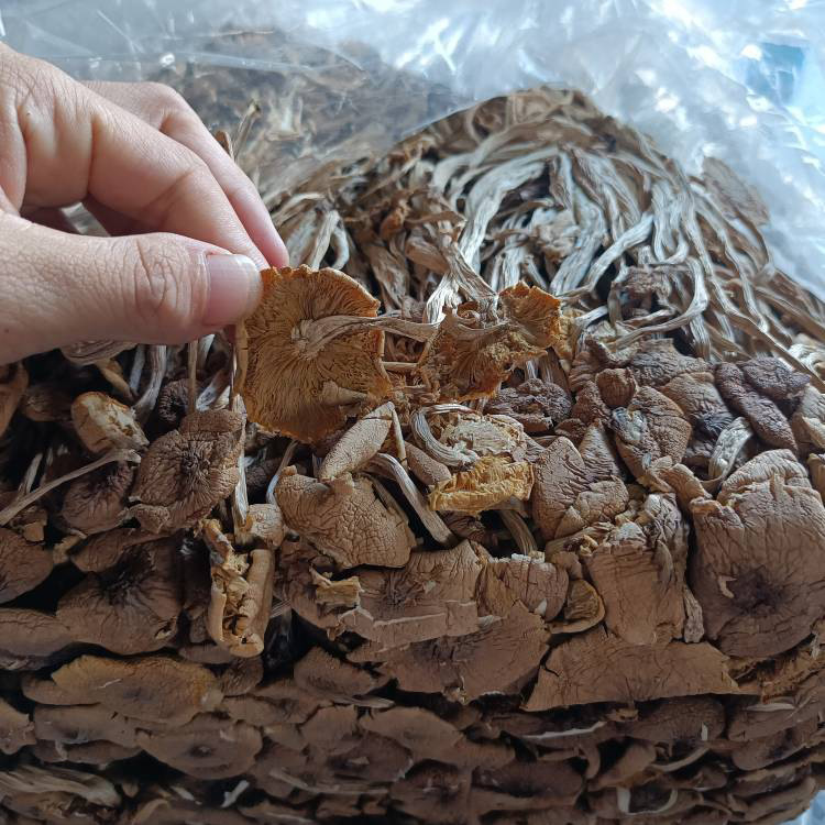 不開傘茶樹菇Ⅰ