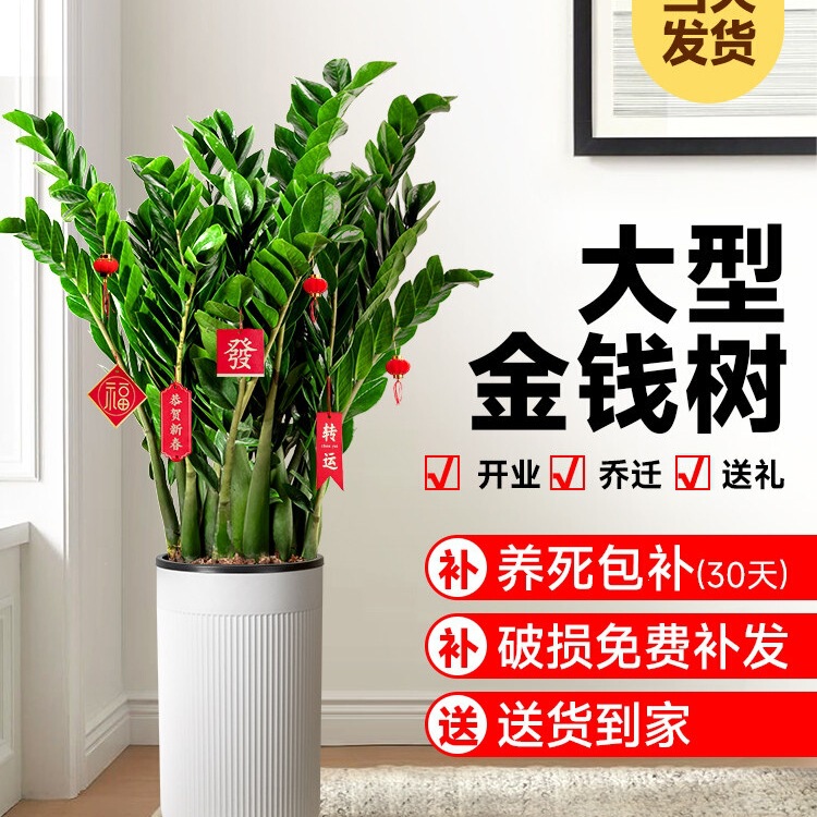 Money Tree Potted Plant Indoor Flower Large Living Room Flower Pot Green Plant Large Fortune Tree Opening Gift Free Shipping