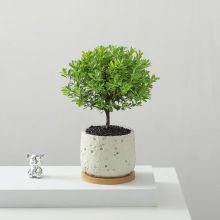 小叶赤楠盆栽室内桌面客厅好养花卉绿植净化空气四季常青植物盆景