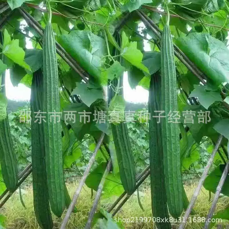 Массовые семена люфы угловая люфа овощная Дыня угловая семена люфы моющиеся семена люфы овощное мясо