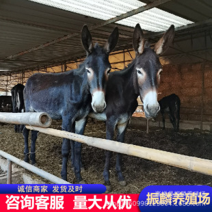 �������H�r���������H���uС�H�r�� ���L�ٶȿ� ����һ�������H