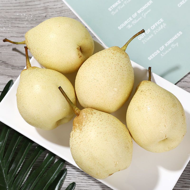 [순중량 2.5kg 배] 큰 과일-핫 세일 팩-고대 나무