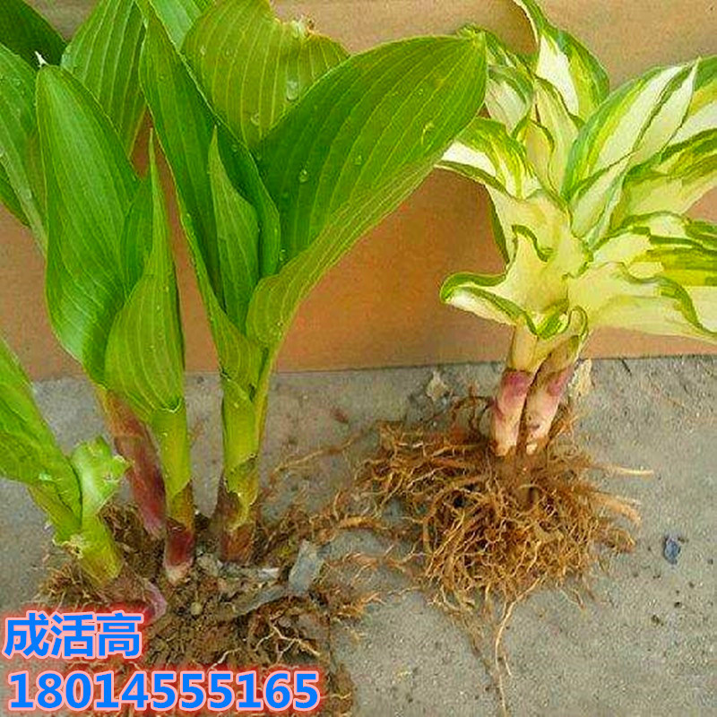 批发基地玉簪花苗金边花叶青叶玉簪小苗庭院盆栽南北方种耐寒开花