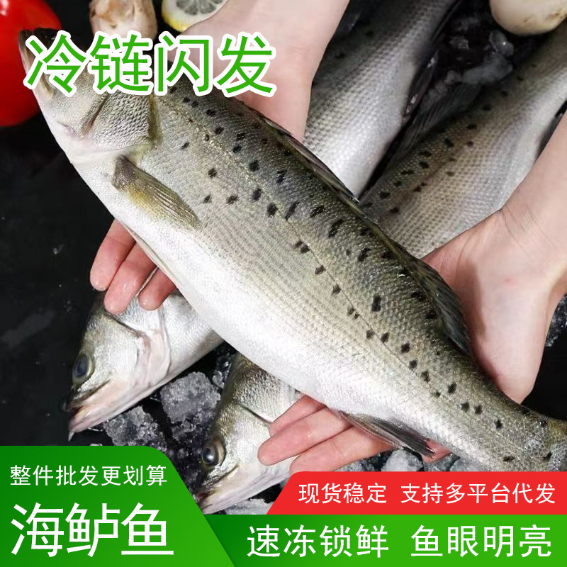 速冻鲈鱼新鲜冷冻深海鱼七星海鲈鱼海鲜水产海鲈鱼餐饮酒店批发
