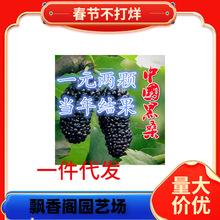 һ�����lɣ����o�Ѵ�ʮɣ�����ݮ������������Ϸ������Nֲ����