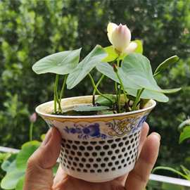 碗莲种子四季开花盆栽室内水培植物睡莲荷花莲花水养水培花卉代发