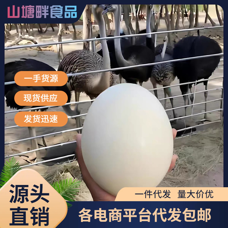 新鲜鸵鸟蛋大号现产现发食用驼鸟蛋营养鲜国庆中秋节礼品美味营养