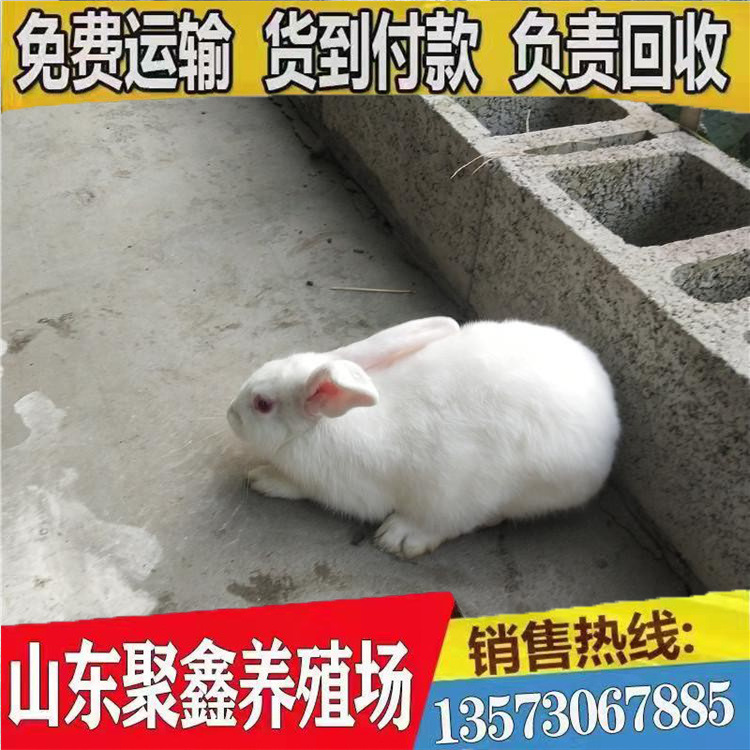 conew_conew_u=3701807493,26018