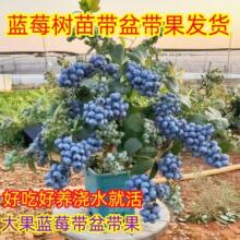 ����{ݮ���玧�����������ϱ��������Ʒ���Թ����̨ͥԺ�ͺ�