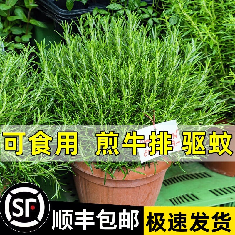 Rosemary Seedling Potted Indoor Edible Mosquito Repellent Plant Hydroponic Flower Fried Steak Vanilla Mint Seedling Green Plant Rosemary Seedling Potted Indoor Edible Mosquito Repellent Plant Hydroponic Flower Fried Steak Vanilla Mint Seedling Green Plant