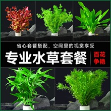 水草鱼缸专用造景摆件水培植物和鱼共养制氧净化水质蜈蚣草套餐