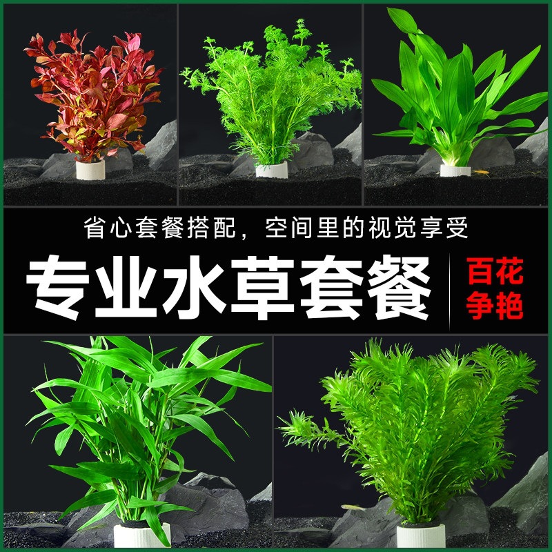 水草鱼缸专用造景摆件水培植物和鱼共养制氧净化水质蜈蚣草套餐