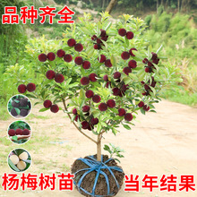 ڼ޽Ӗ|÷÷ϱNֲԹ箔Yش