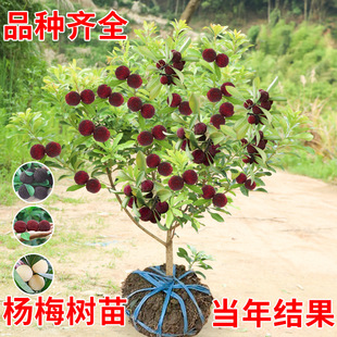 ���ڼ޽Ӗ|����÷������÷���ϱ����Nֲ���Թ����箔��Y���ش�