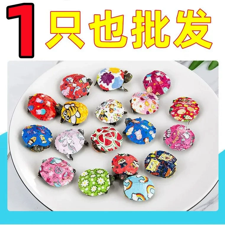 Желтоухая черепаха выставила китайские цветочные и черепаховые саженцы