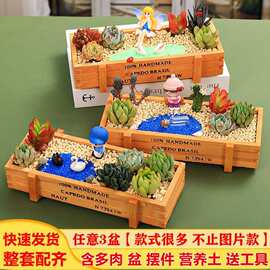 新款多肉植物组合盆栽带盆土肉肉植物木盒套餐微景观diy材料拼盘