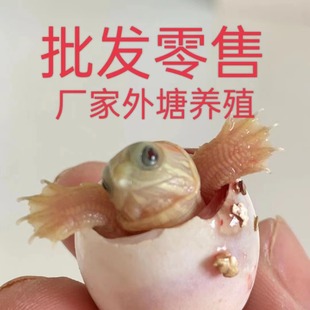 �������ܾ��ɷ����Bֳ���S�����l�{��������������������������