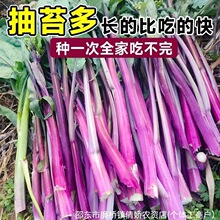 �t��̦�N���ļ��̨ͥԺ�߲˷N�Ӳ���ʮ�¼t�ϲ�̦��ͥ�Nֲ�r����